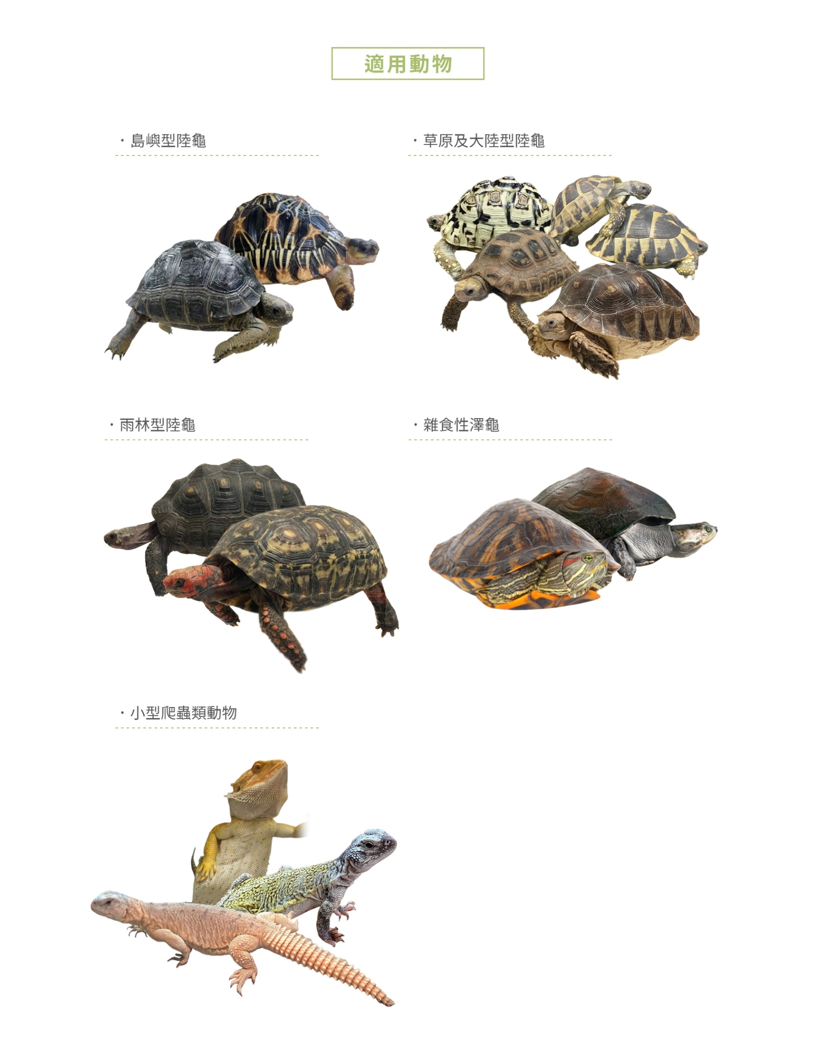 龜優糧陸龜飼輛是用多種陸龜類型及草食爬蟲類.jpg