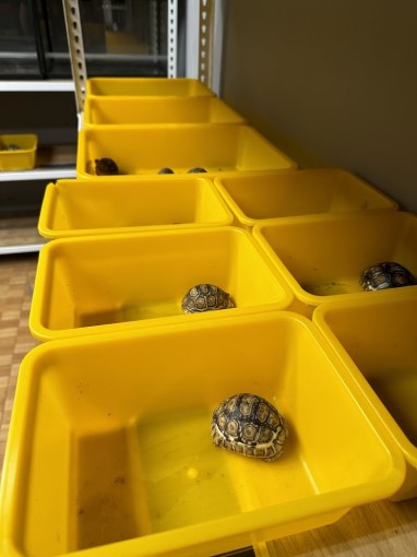 特殊獨立恆溫陸龜飼養培育.jpg