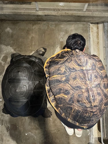 超大象龜在龜宿 超大象龜在龜宿