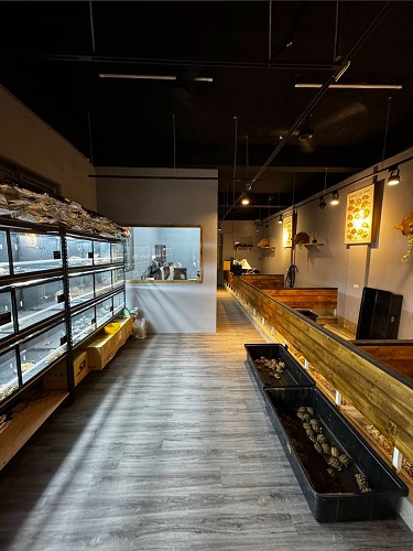 專業的陸龜買賣店 專業的陸龜買賣店