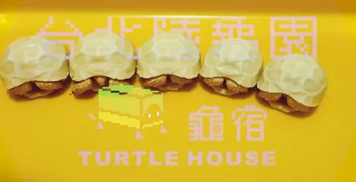 白子豹龜 精品陸龜