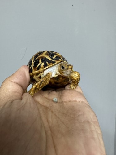 星龜幼體排酸.jpg 星龜幼體排酸.jpg