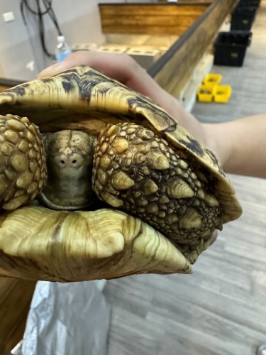 豹龜流鼻水.jpg