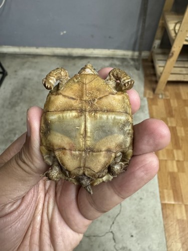 代謝性骨病的豹龜.jpg