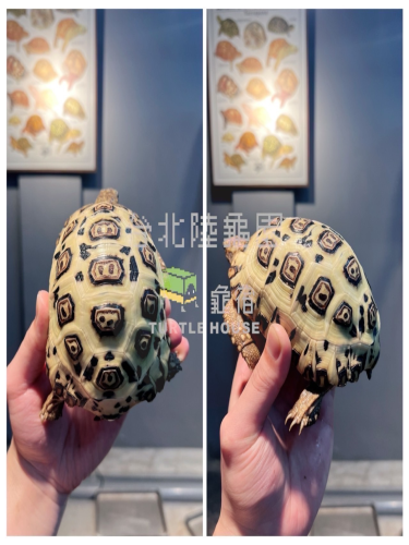 西非豹龜.png