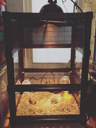 小豹龜飼養箱.jpg