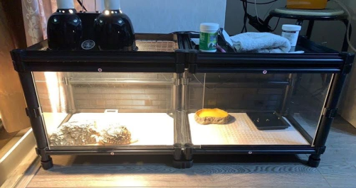 豹龜飼養環境.png