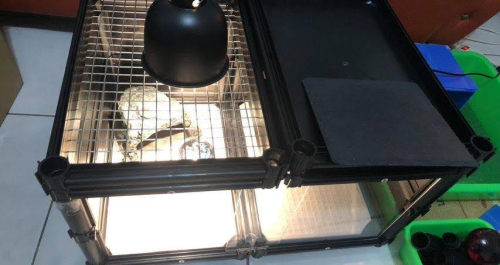 陸龜飼養設備.png