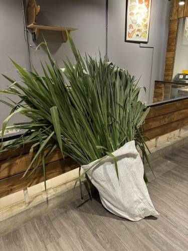 新鮮狼尾草葉.jpg 新鮮狼尾草葉.jpg