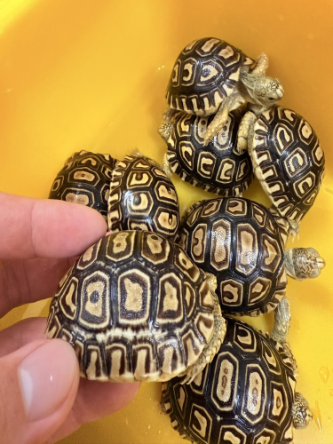 健康的小豹龜.png