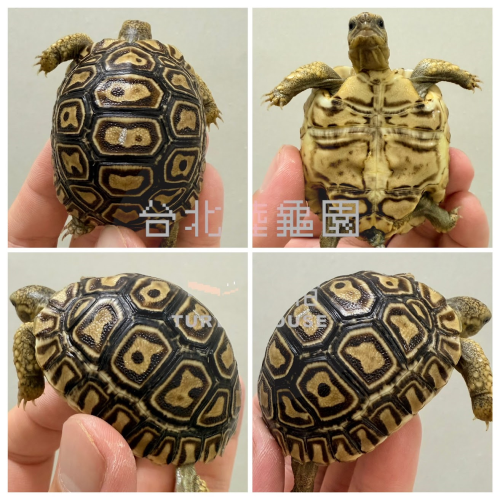 健康的小豹龜.png