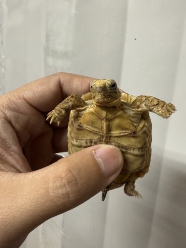 流鼻涕的小豹紋陸龜.jpg 流鼻涕的小豹紋陸龜.jpg