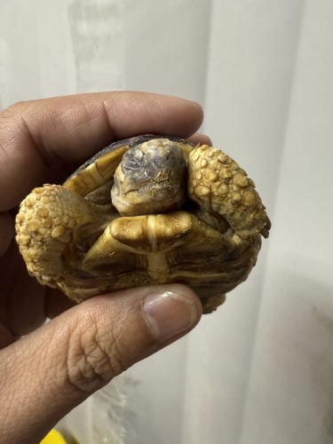 鼻孔不見的小豹紋陸龜jpg 鼻孔不見的小豹紋陸龜jpg