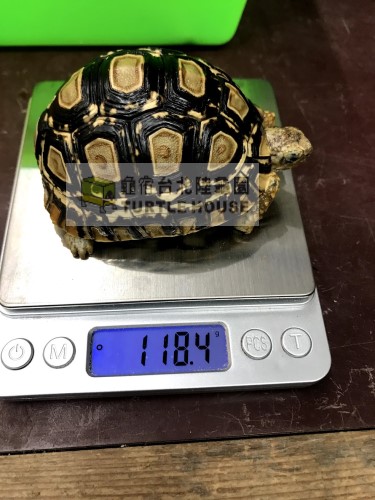 豹龜量體重.jpg 豹龜量體重.jpg