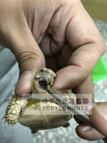 泡疹的蘇卡達幼龜.jpg