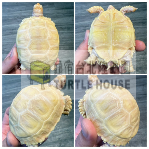 白化症白子蘇卡達.png 白化症白子蘇卡達.png