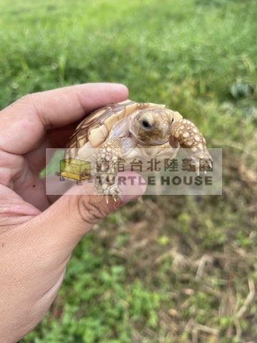 嘴角有食物殘渣的蘇卡達幼龜jpg