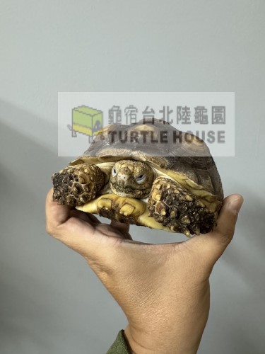 蘇卡達正面.jpg