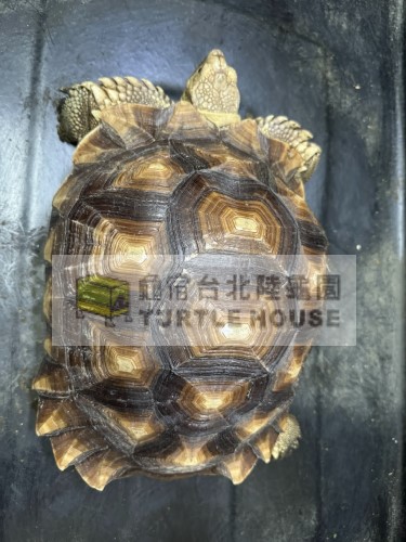 無隆背蘇卡達.jpg