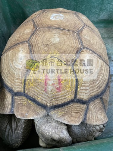 野外飼養成體蘇卡達.jpg