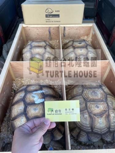 蘇卡達買賣.jpg 蘇卡達買賣.jpg