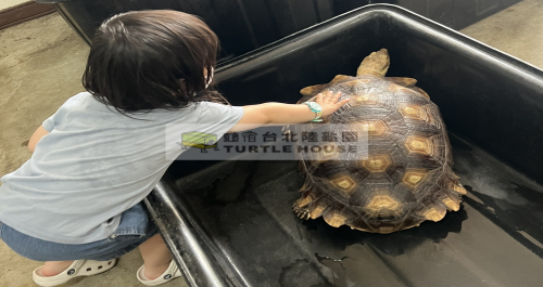 亞成體蘇卡達.png 亞成體蘇卡達.png