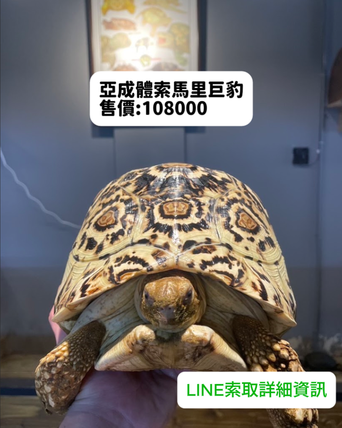 亞成體索馬里巨豹