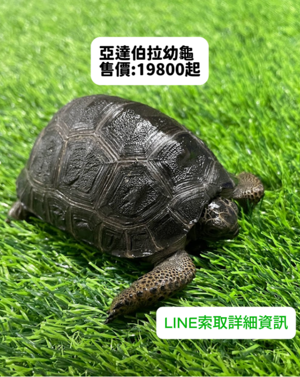 亞達伯拉幼龜