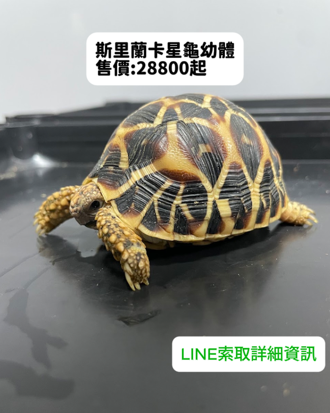 斯里蘭卡星龜幼體