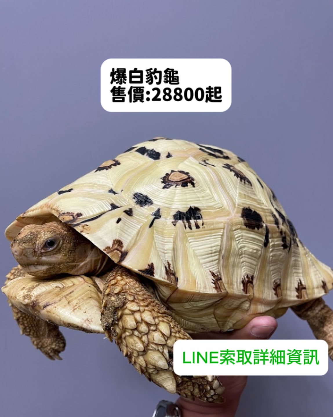 爆白豹龜