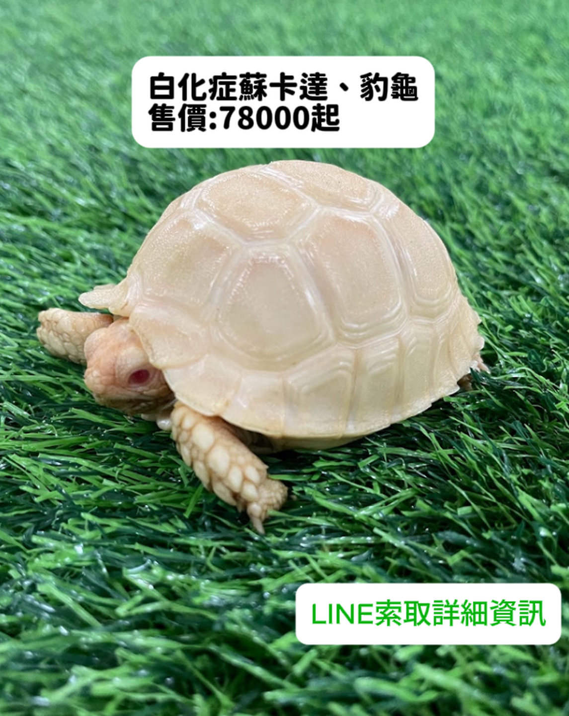白化蘇卡達・豹龜