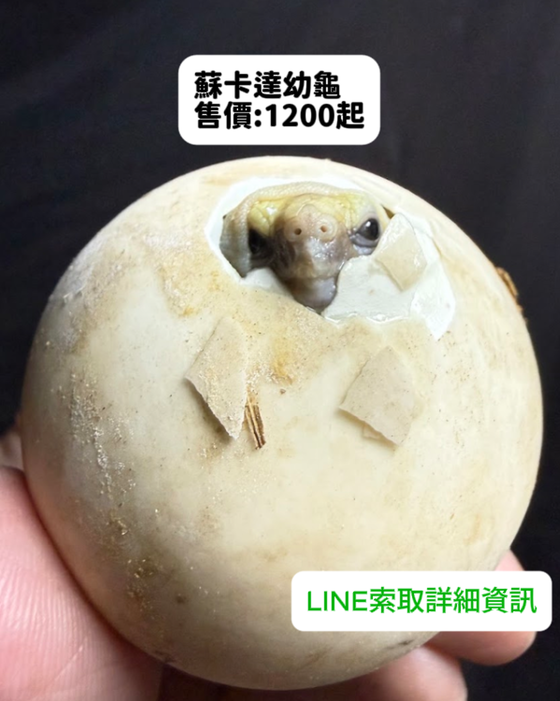 蘇卡達幼龜