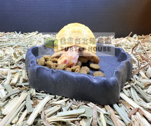 豹龜吃龜優良陸龜飼料.png 豹龜吃龜優良陸龜飼料.png