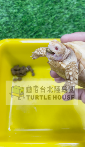 白子蘇飼料.png 白子蘇飼料.png