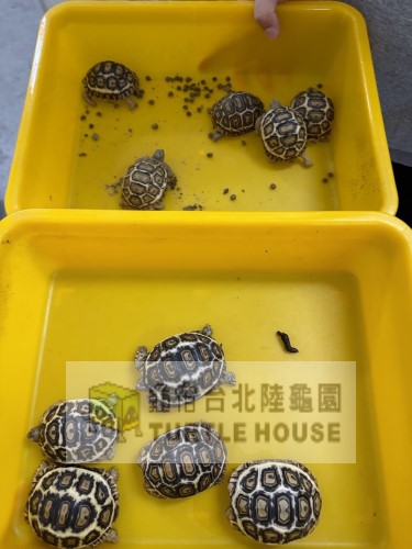 豹龜糞便.jpg 豹龜糞便.jpg
