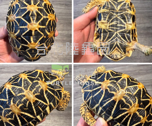 印度星龜 .png 印度星龜 .png