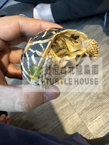暴斃的斯里蘭卡星龜.jpg 暴斃的斯里蘭卡星龜.jpg