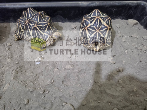 產卵後的斯里蘭卡星龜.png