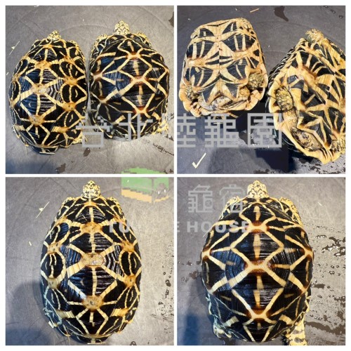 成對的斯里蘭卡星龜亞成體.jpg 成對的斯里蘭卡星龜亞成體.jpg