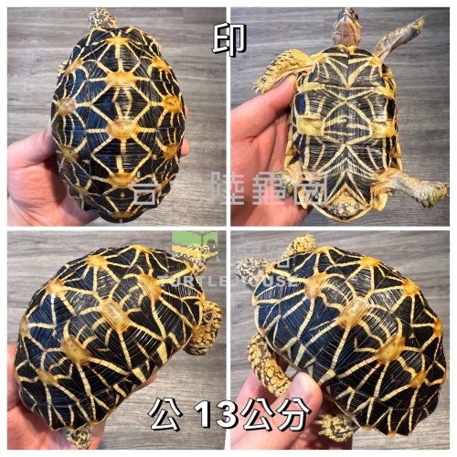 亞成體公印度星龜.jpg 亞成體公印度星龜.jpg