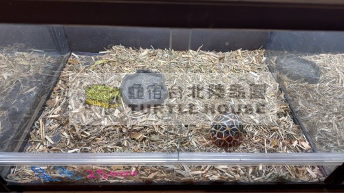 星龜飼養環境.jpg